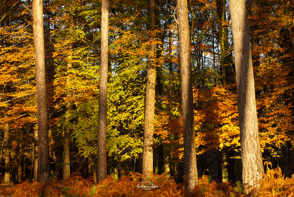 Bolderwood, Autumnal Trunks